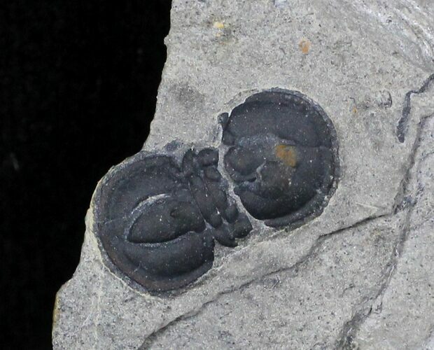 Peronopsis Agnostid Trilobite - Utah #26782